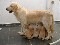 Filhotes de golden retriever com pedigree cbkc