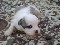 lhasa apso c&atilde;osinho sentinela